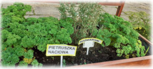 Rośliny z nazwami na tabliczkach